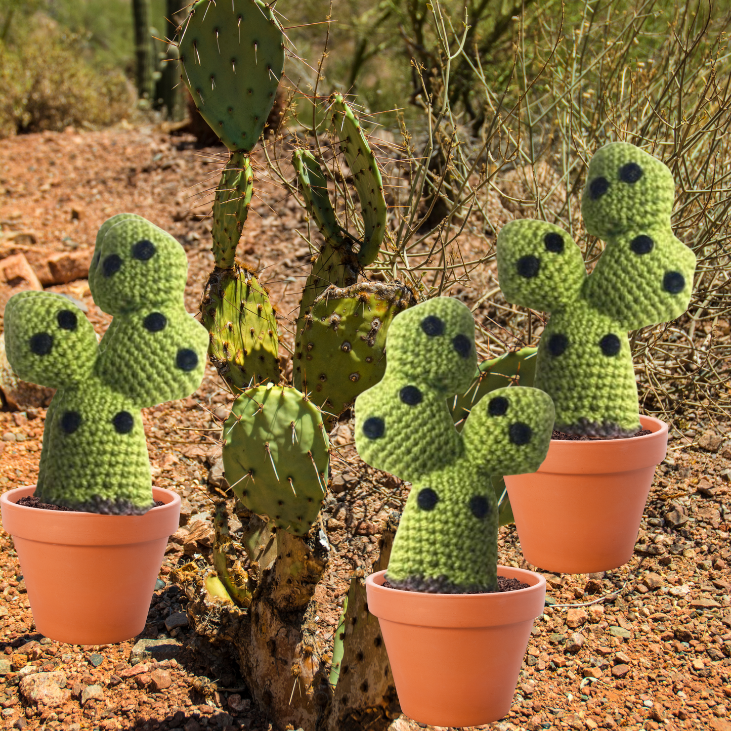 cactus lover