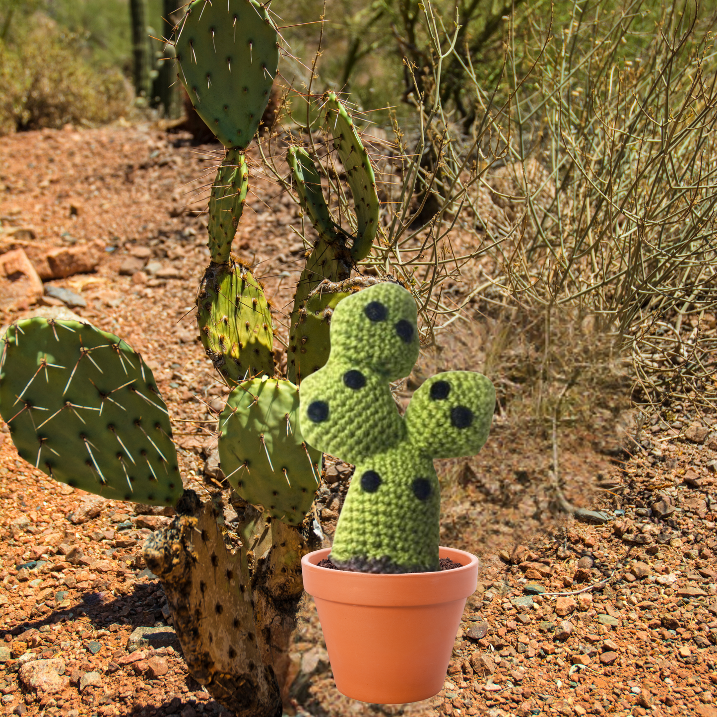 cactus lover