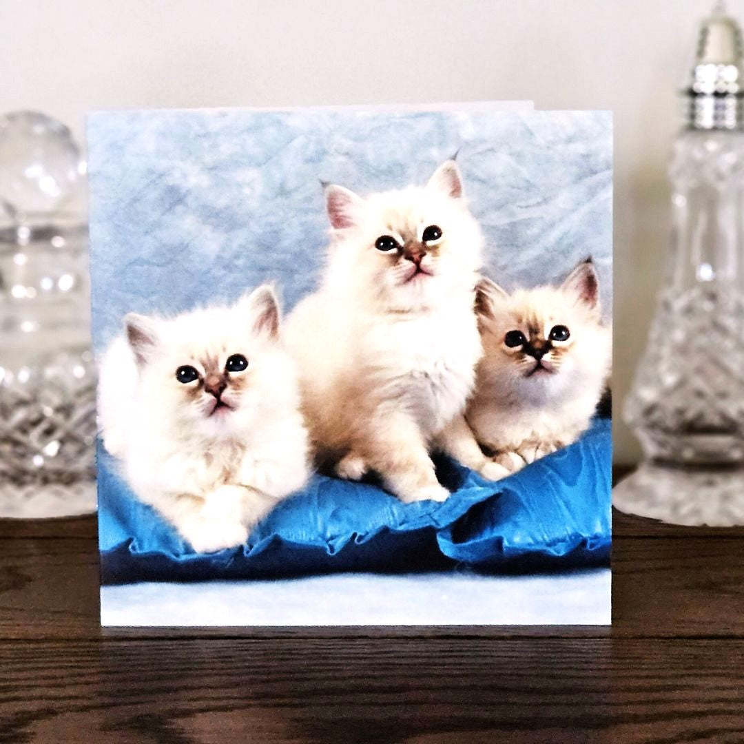 birman-cat-cards