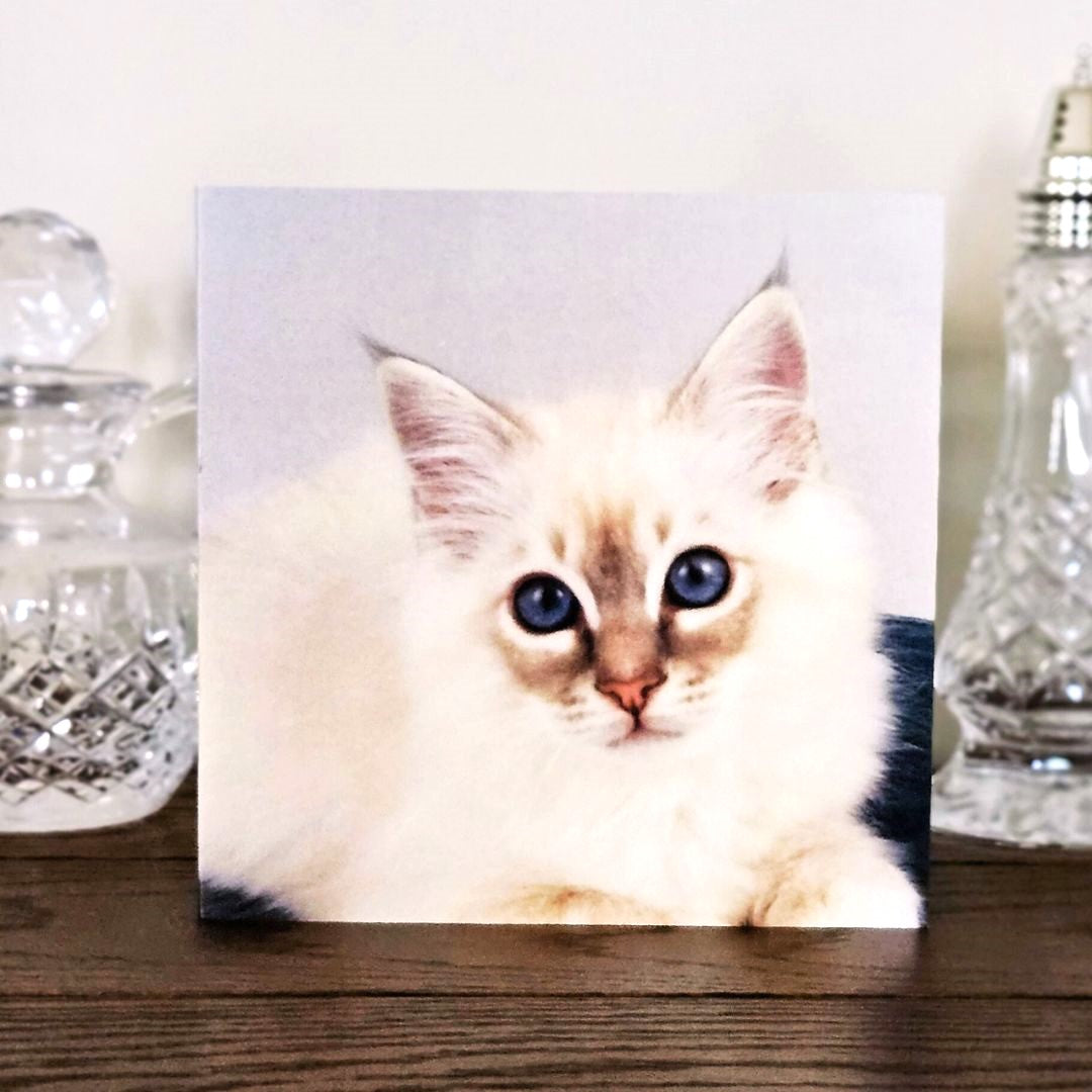 birman-cat-cards