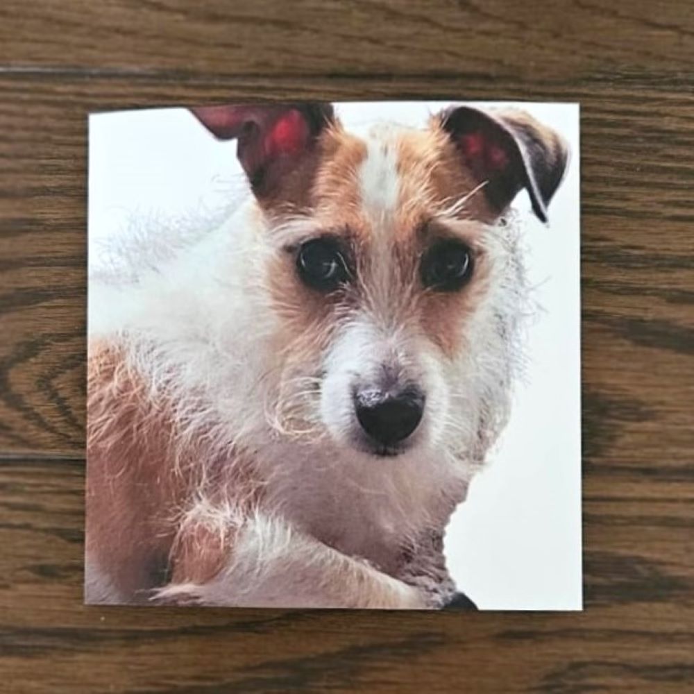 dog-thank-you-cards