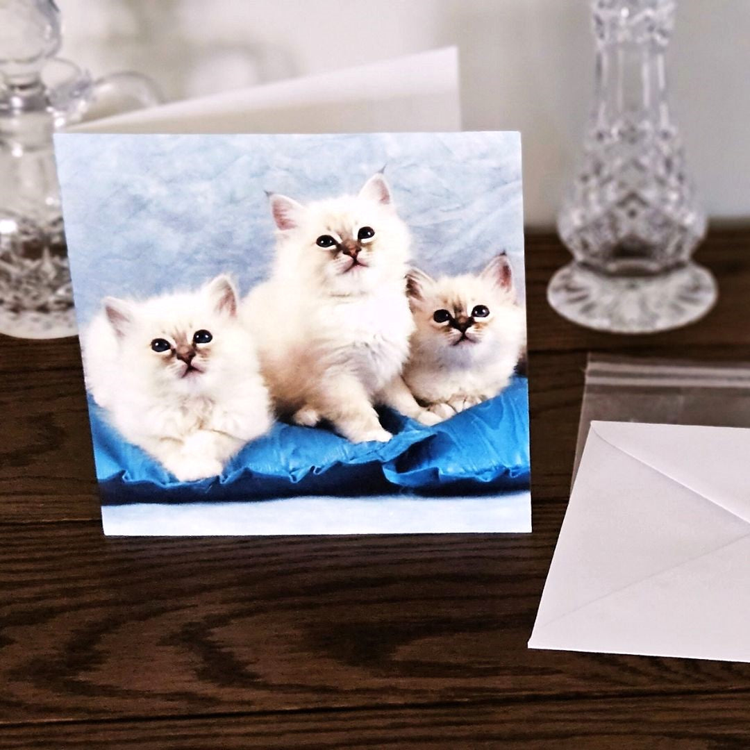 birman-cat-cards