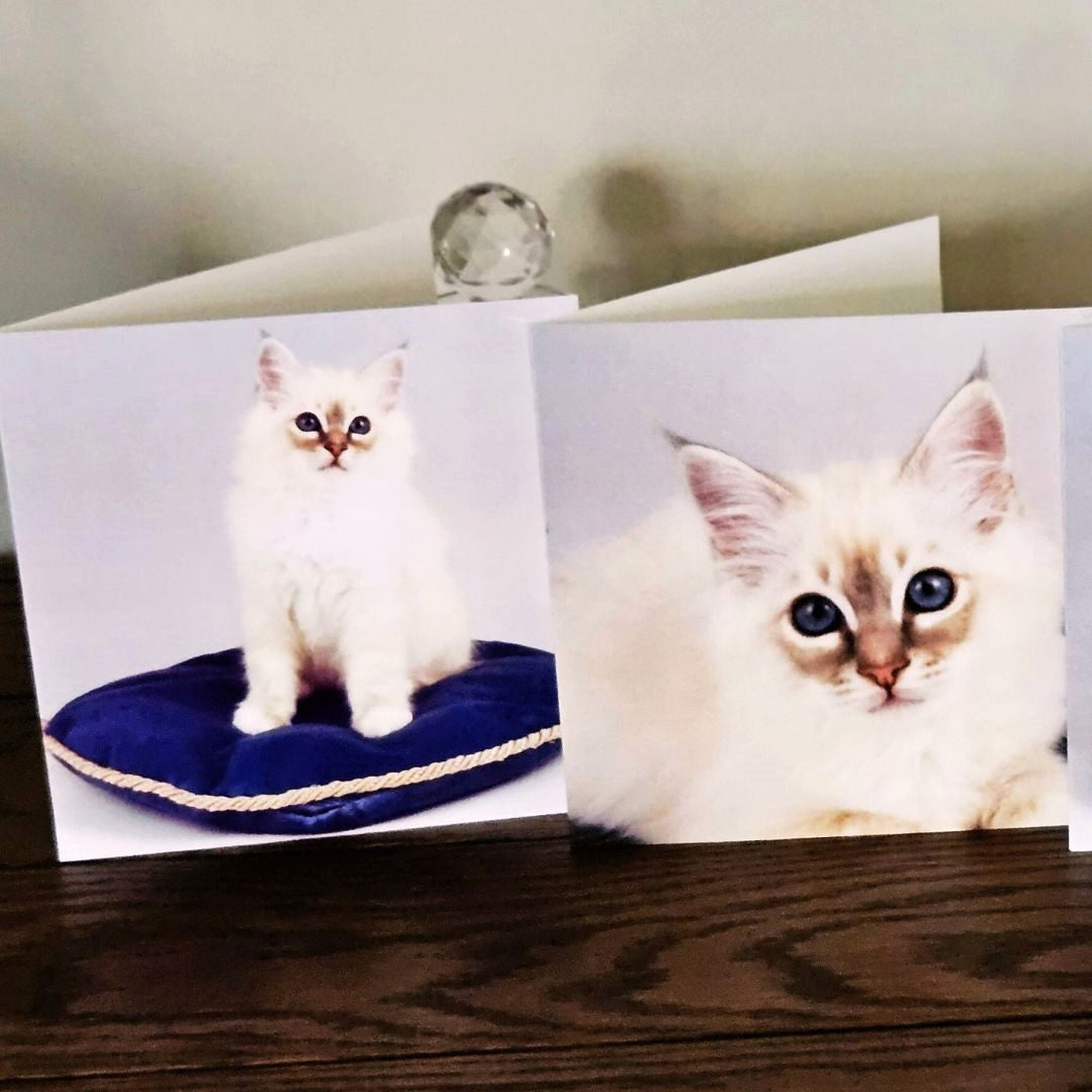 birman-cat-cards