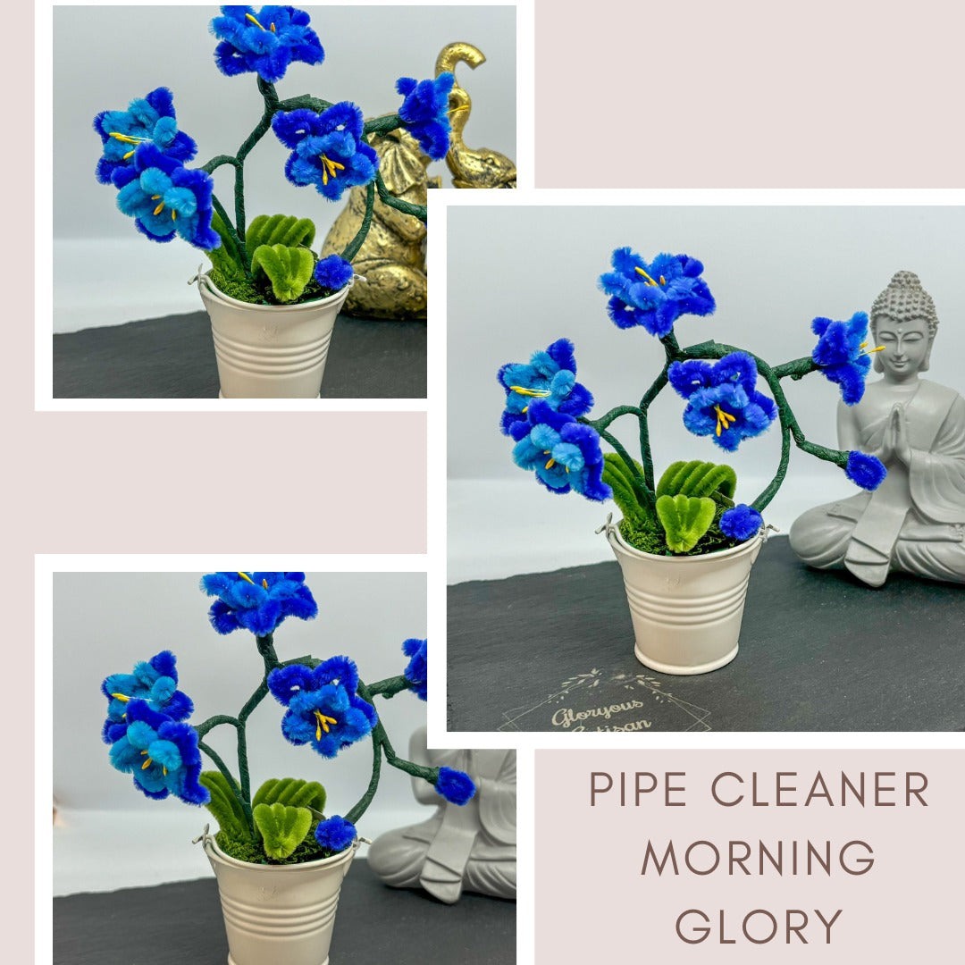 pipe cleaner morning glory