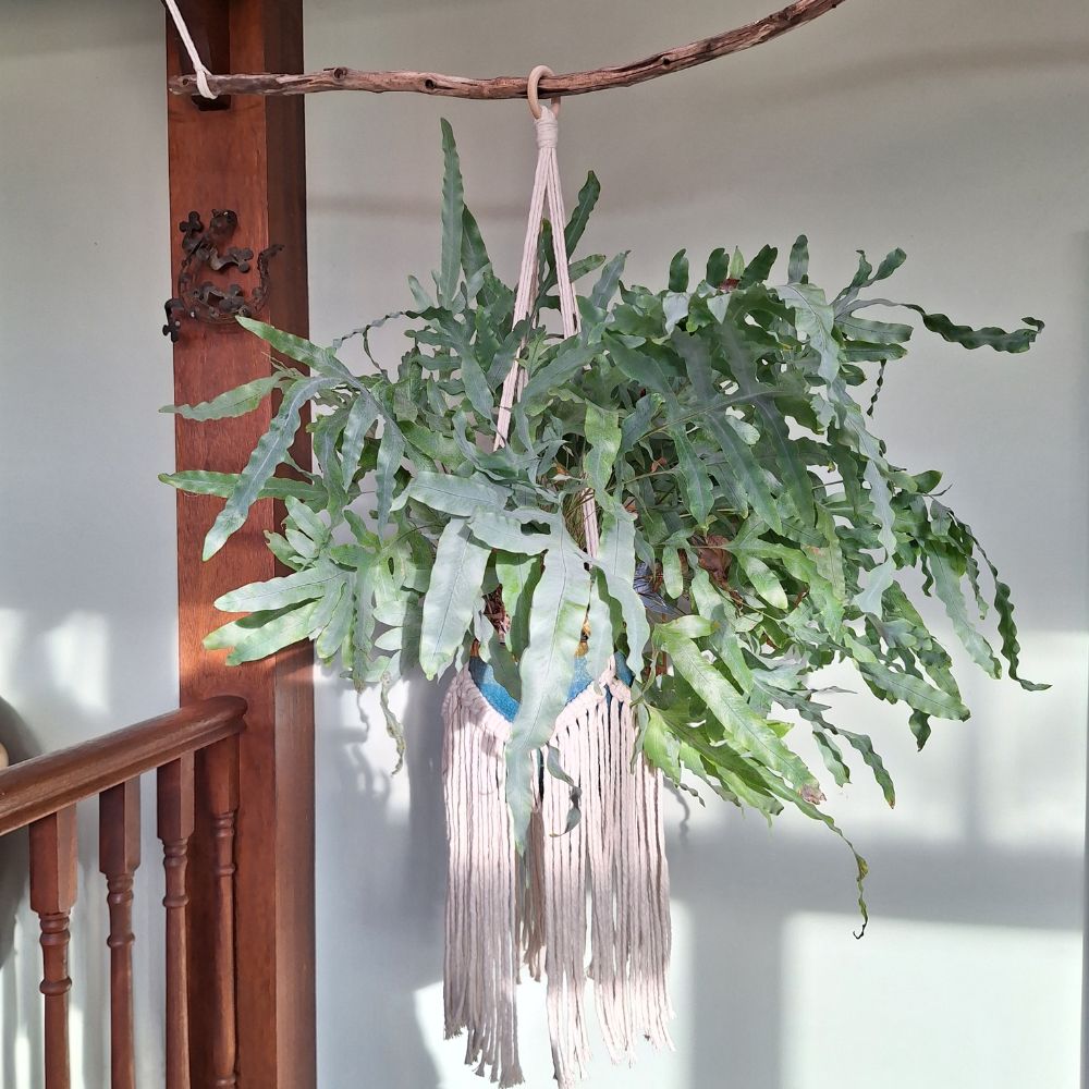 wall-plant-hangers