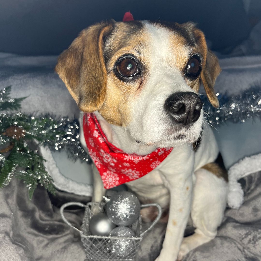 christmas dog bandannas