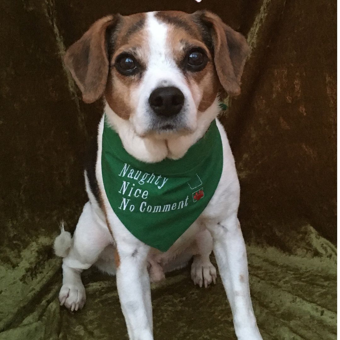 christmas dog bandannas